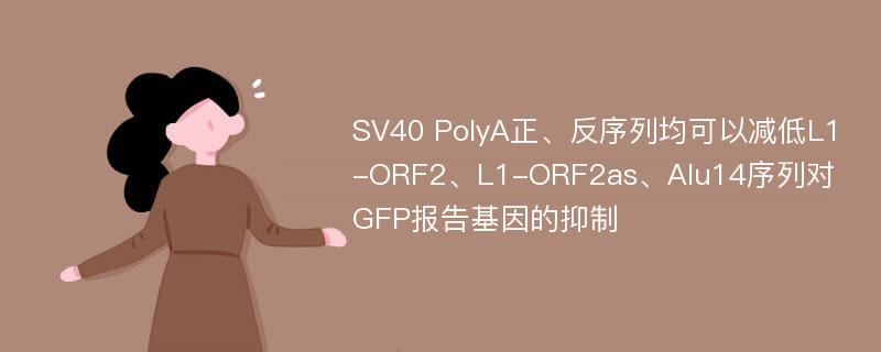 SV40 PolyA正、反序列均可以减低L1-ORF2、L1-ORF2as、Alu14序列对GFP报告基因的抑制