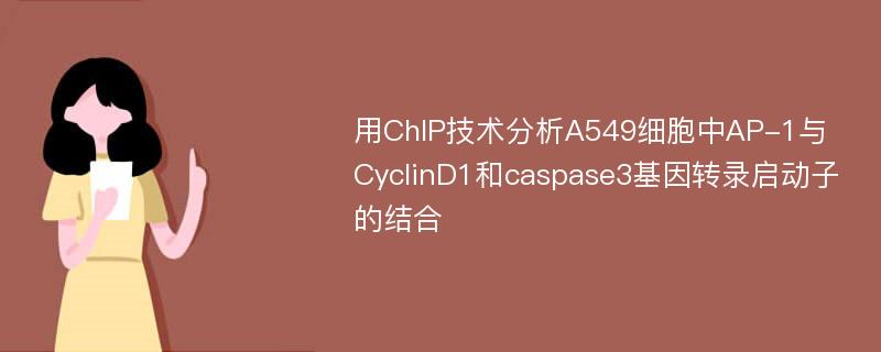 用ChIP技术分析A549细胞中AP-1与CyclinD1和caspase3基因转录启动子的结合