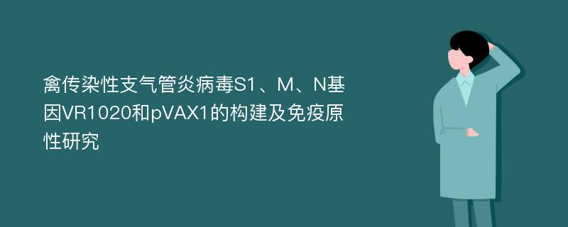 禽传染性支气管炎病毒S1、M、N基因VR1020和pVAX1的构建及免疫原性研究