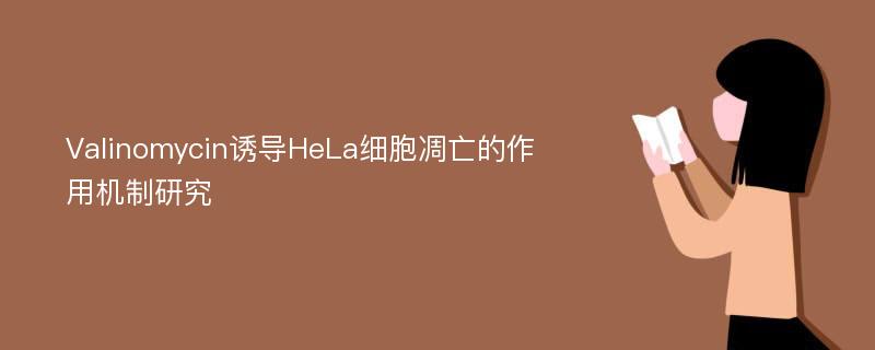 Valinomycin诱导HeLa细胞凋亡的作用机制研究