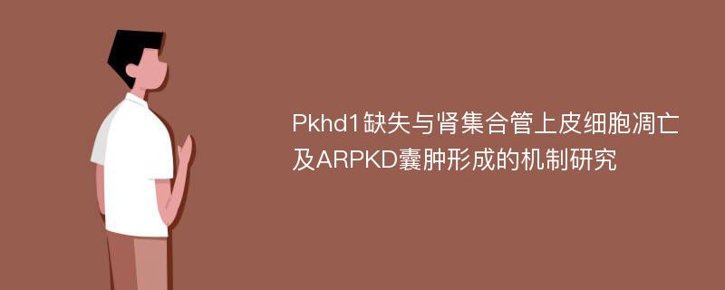 Pkhd1缺失与肾集合管上皮细胞凋亡及ARPKD囊肿形成的机制研究