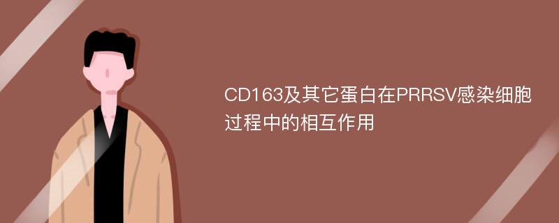 CD163及其它蛋白在PRRSV感染细胞过程中的相互作用