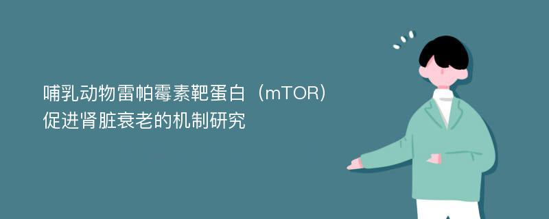 哺乳动物雷帕霉素靶蛋白（mTOR）促进肾脏衰老的机制研究