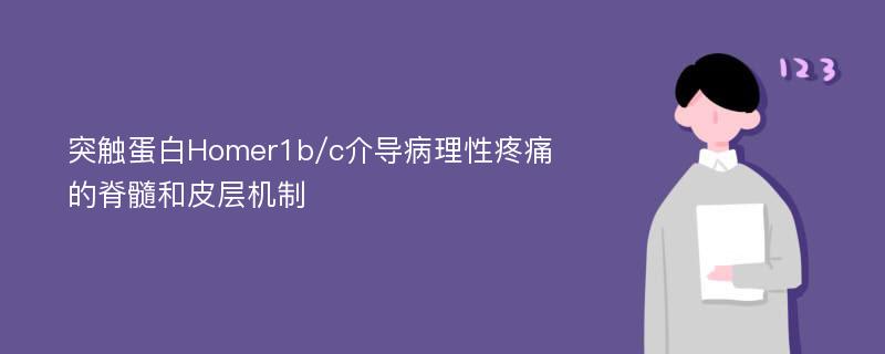 突触蛋白Homer1b/c介导病理性疼痛的脊髓和皮层机制